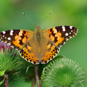 painted lady butterfly flying