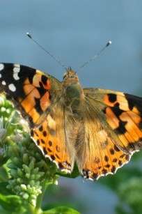 Butterflies by the Dozen
